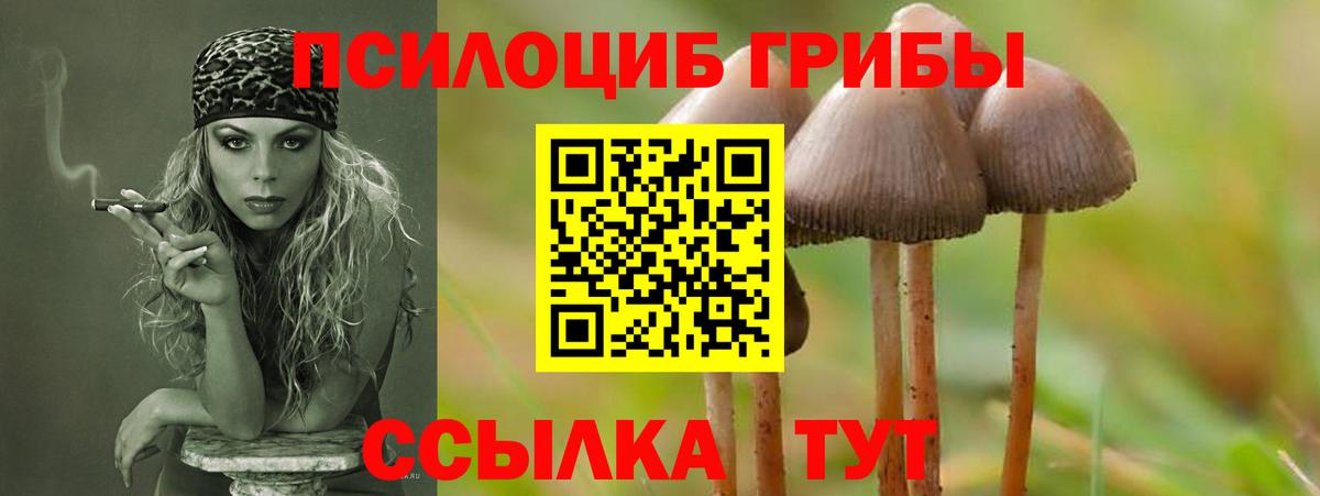 Курчатов  Галлюциногенные грибы Cubensis  Вход с VPN 